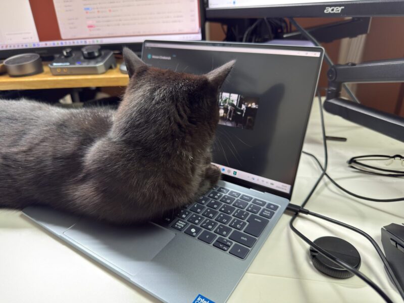 Cinebench実行中のXPS 13のキーボードに乗る猫
